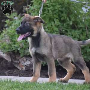 Koptan, German Shepherd Puppy